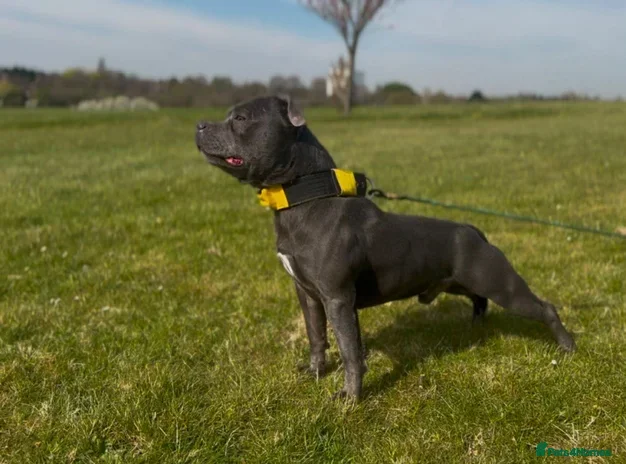 Staffordshire Bull Terrier dogs KC REGISTERED BLUE STAFFORDSHIRE BULLTERRIERS - Advert 1