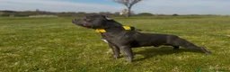 Staffordshire Bull Terrier dogs for sale: KC REGISTERED BLUE STAFFORDSHIRE BULLTERRIERS - Advert 6