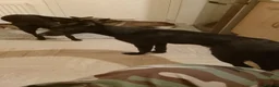 Belgian Shepherd Dog dogs for sale: Belgian malinois puppies  - Advert 2