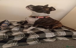 Mixed Breed dogs for sale: Staffy x frenchie - Image 1