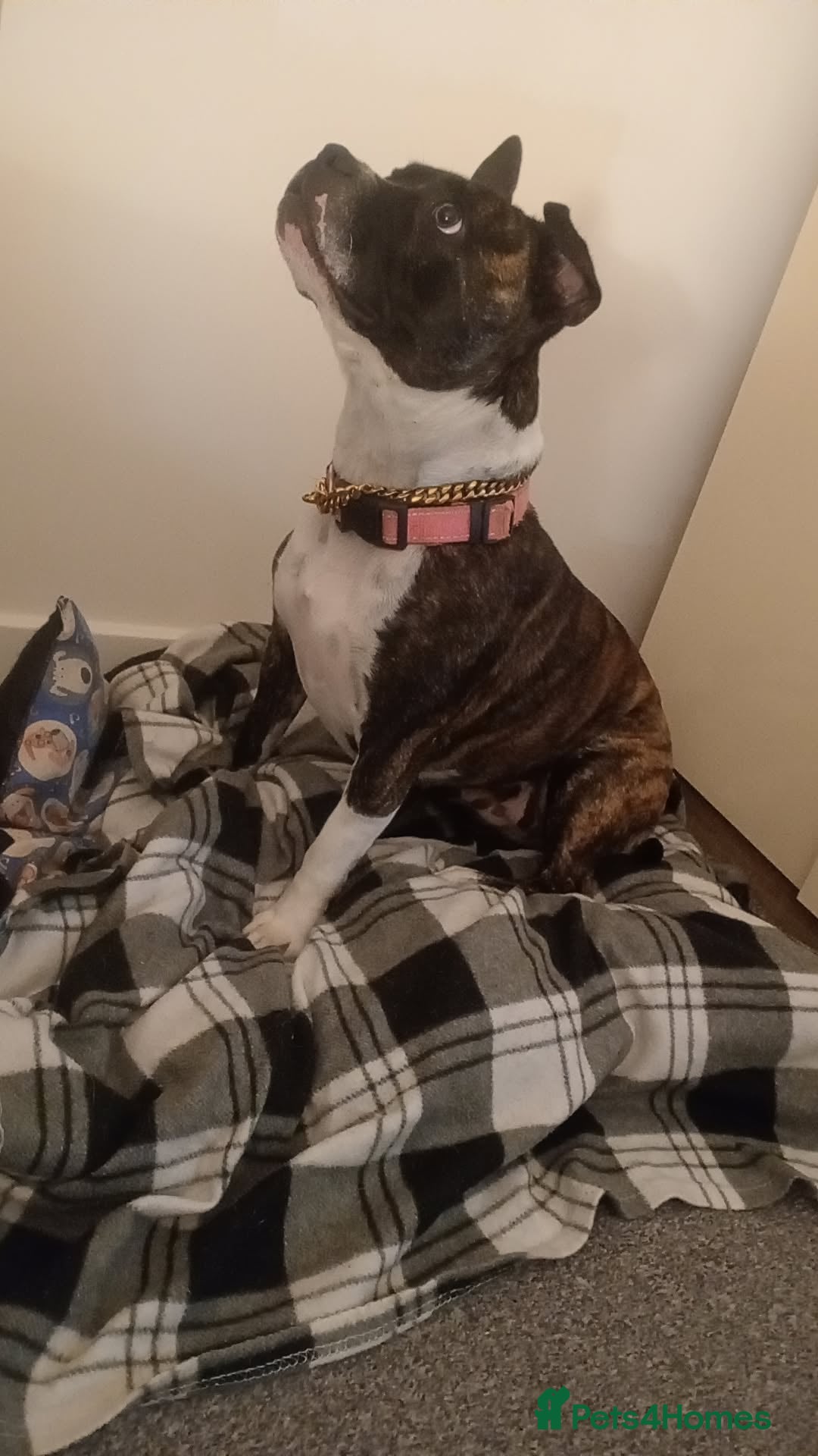 Mixed Breed dogs for sale: Staffy x frenchie - Image 1