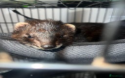 Ferret rodents for sale: Ferret looking for new home - Image 6