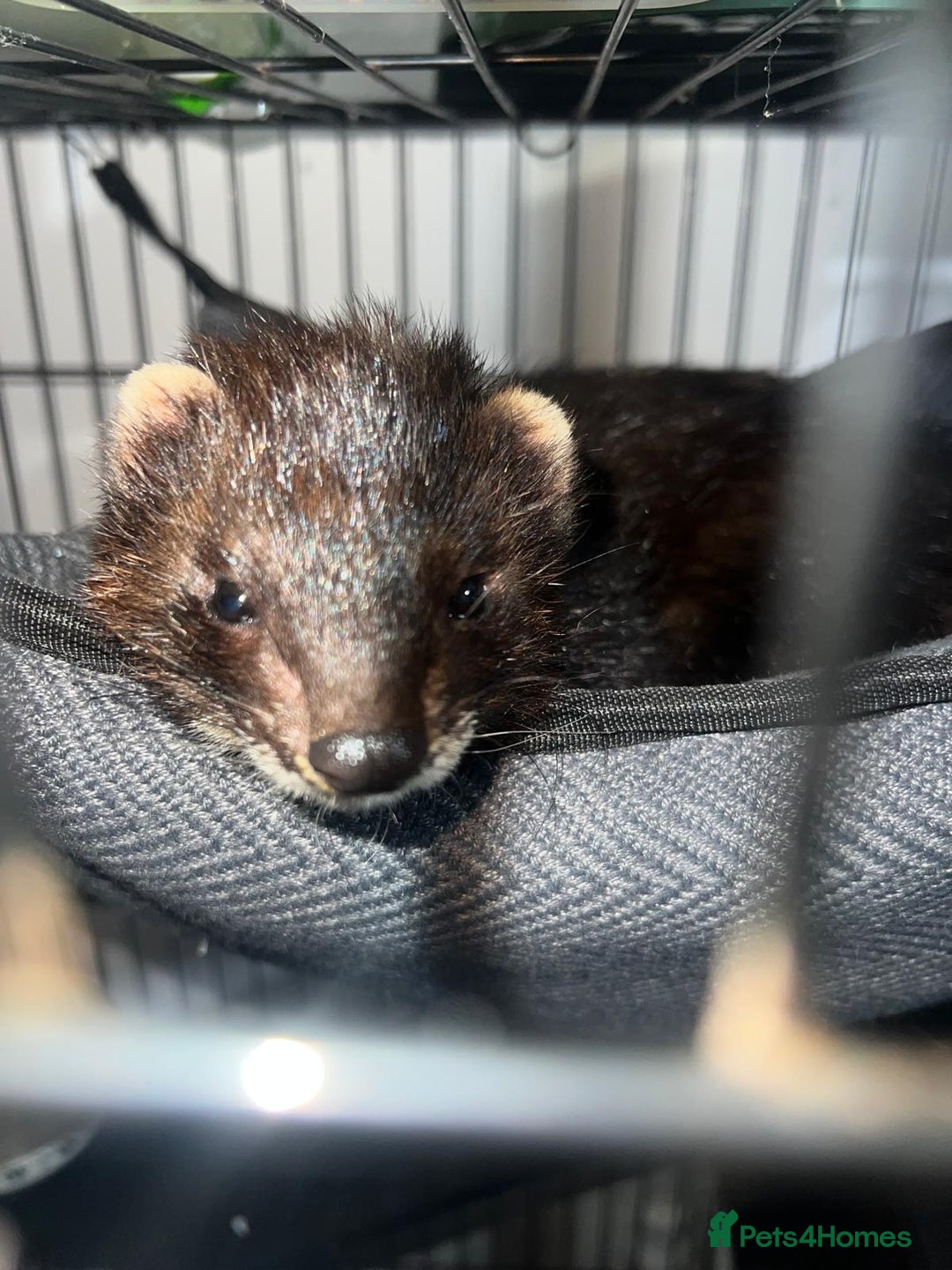 Ferret rodents for sale: Ferret looking for new home - Image 6