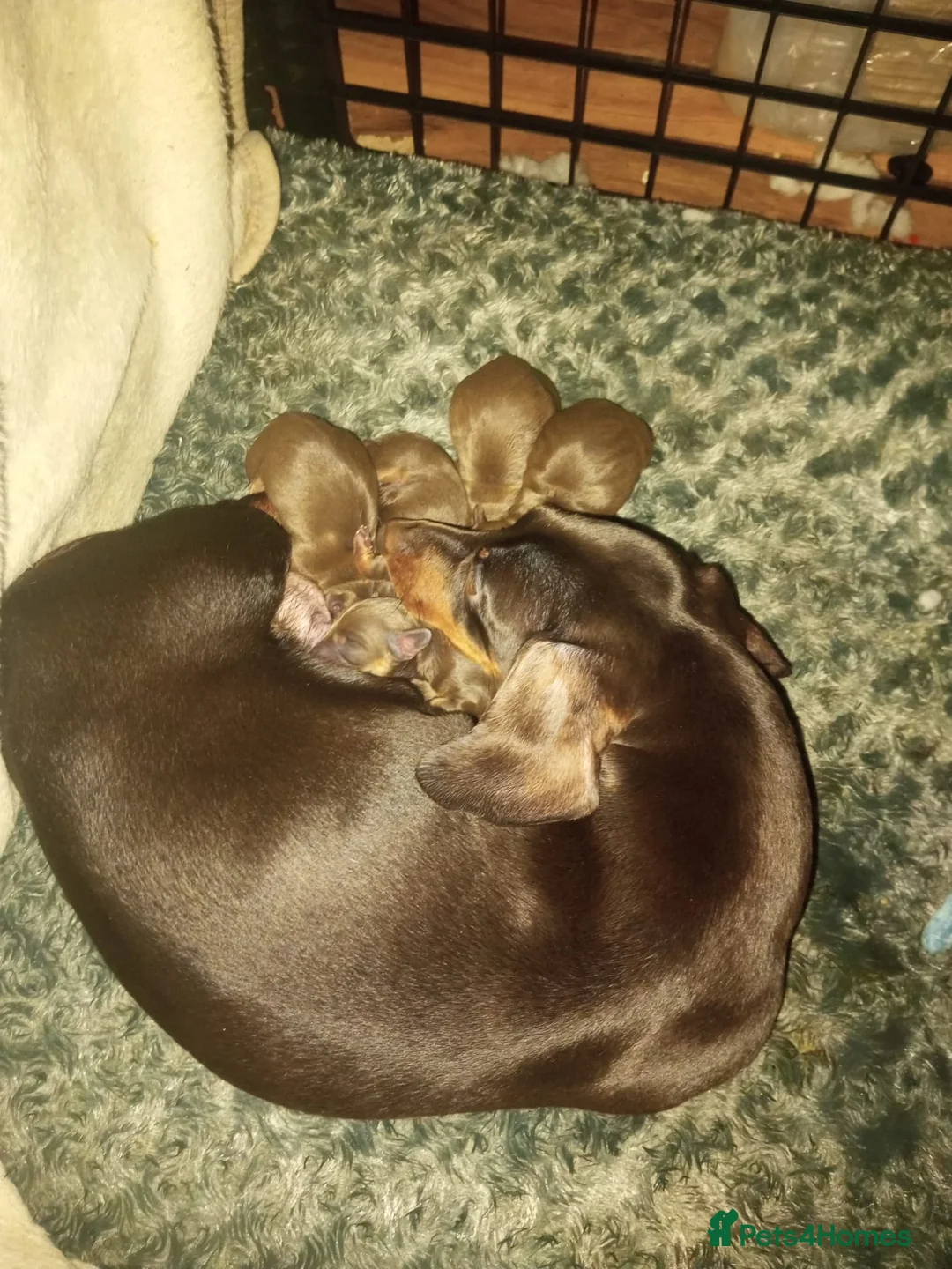 Dachshund dogs for sale: Adorable Dachshund Puppies in Nottingham - Advert 2