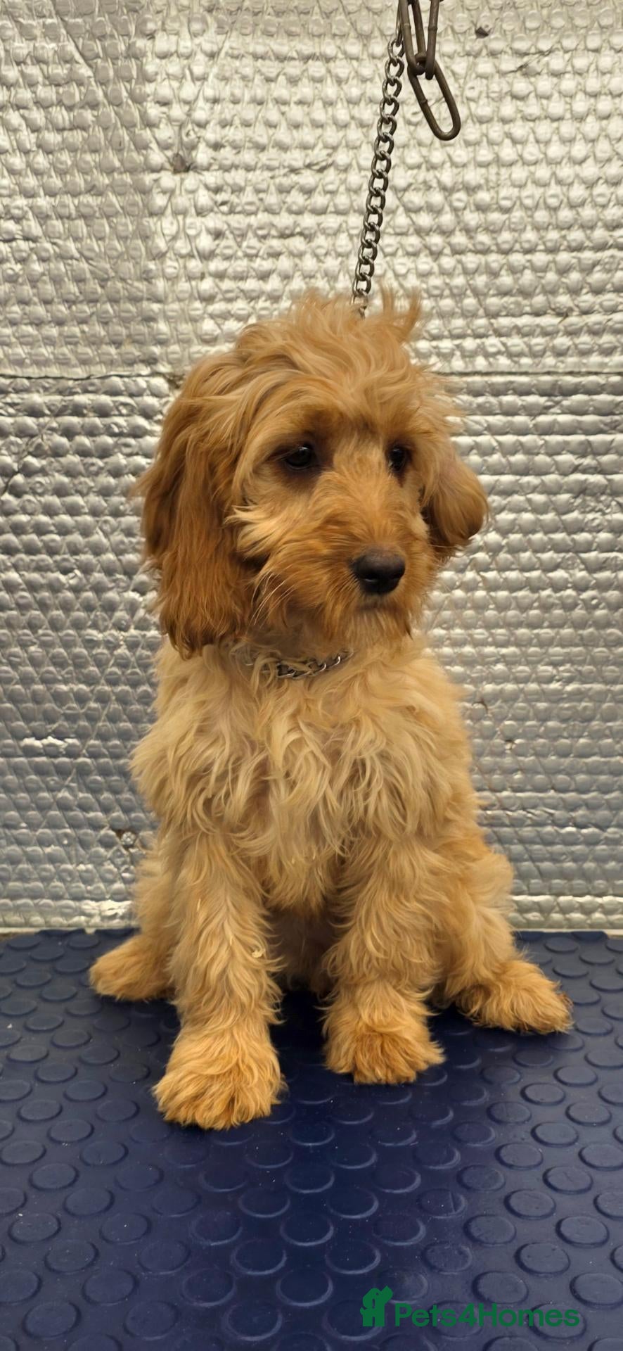 Cockapoo dogs 1 female F1 Cockapoo - Advert 2