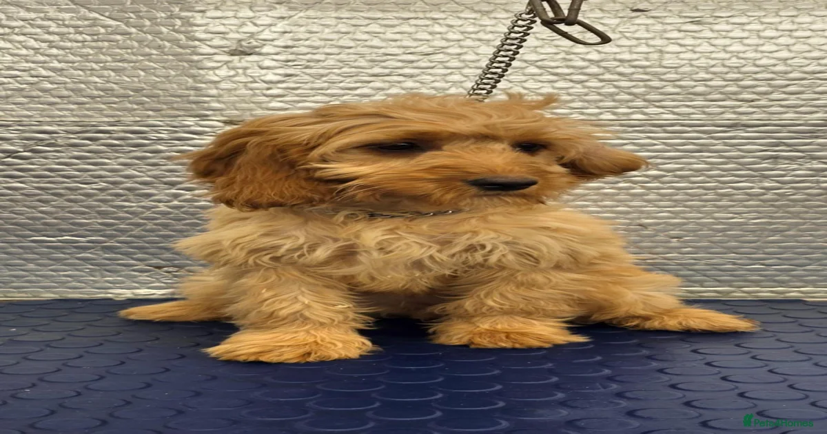 Cockapoo Puppies for sale in Manchester, Greater Manchester | Pets4Homes