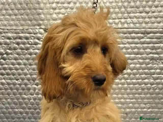 Cockapoo dogs 1 female F1 Cockapoo - Advert 2