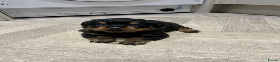 Rottweiler Puppy 2
