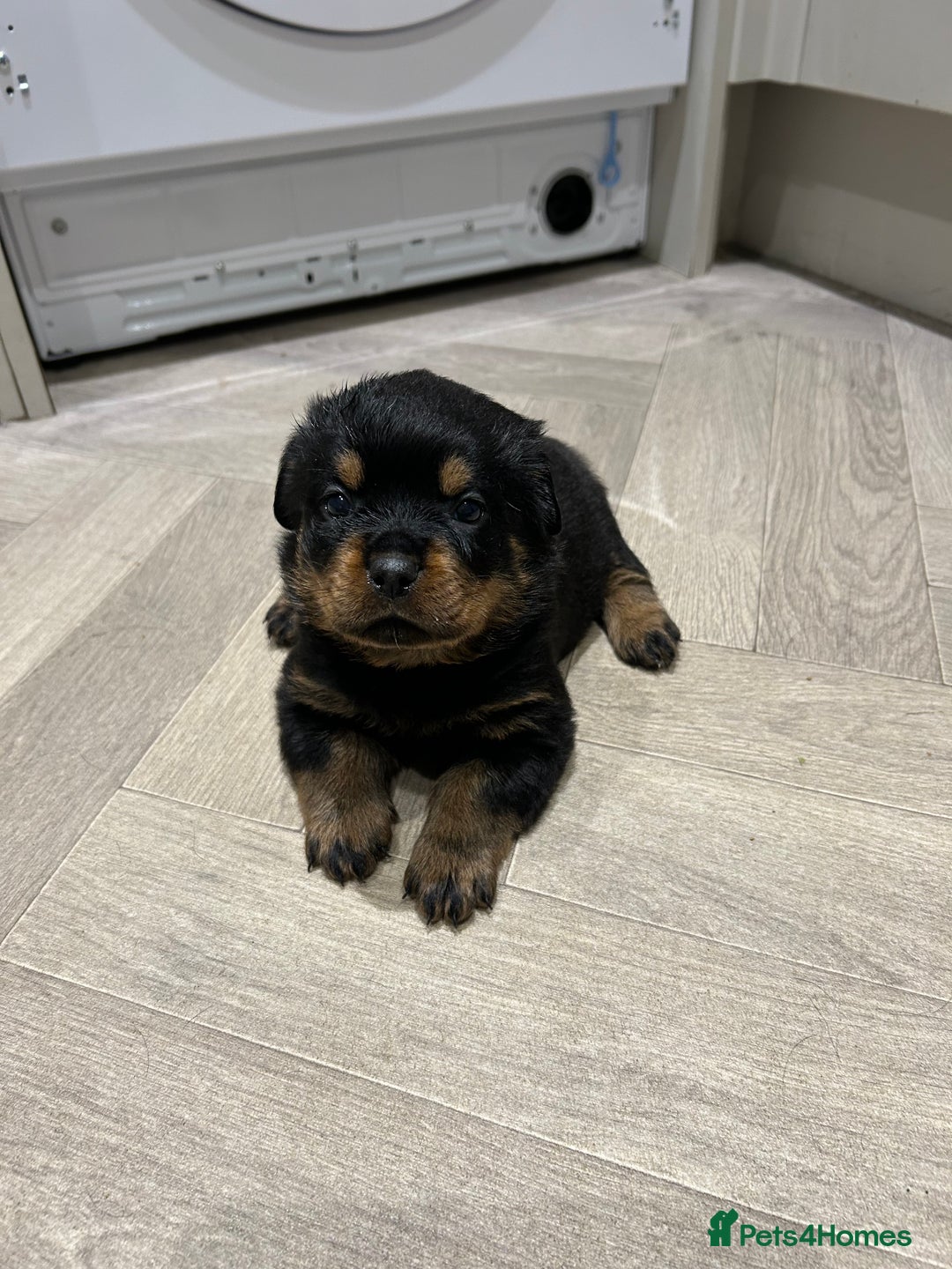 Rottweiler dogs for sale: Rottweiler puppies  - Image 4