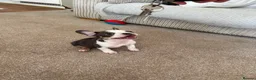 French Bulldog dogs for sale: French bulldogs  - Advert 16
