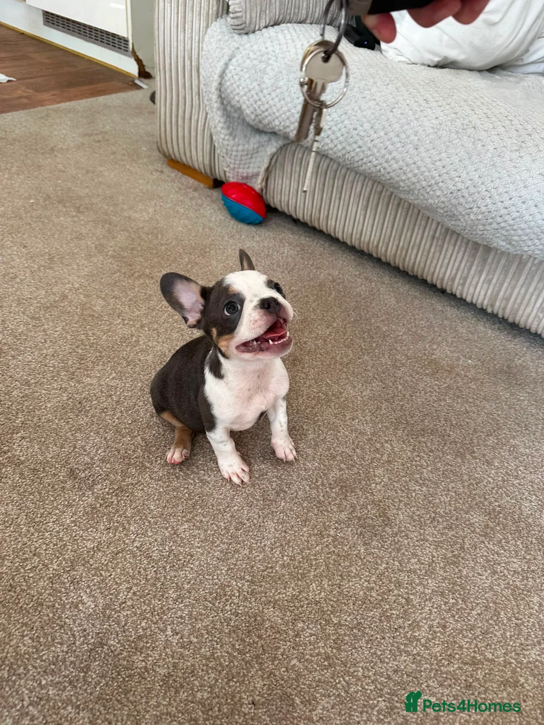 French Bulldog dogs for sale: French bulldogs  - Advert 1