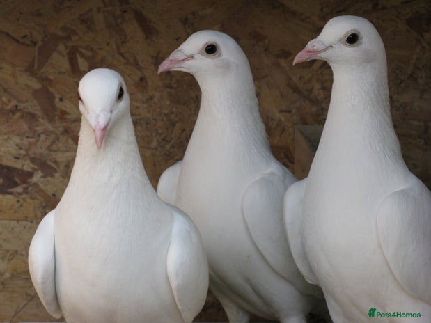 Pigeons birds - Advert 4