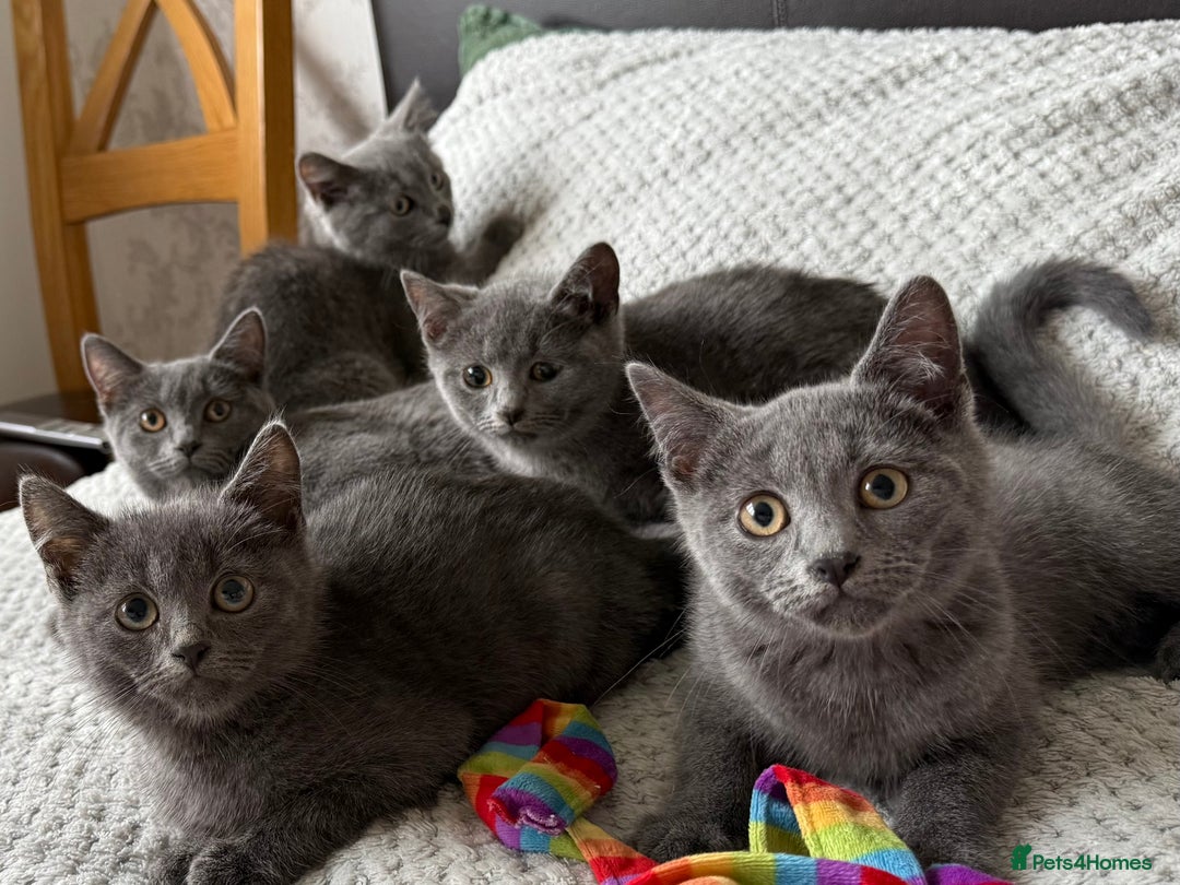 Russian Blue cats for sale: Russian Blue Kittens - Image 1
