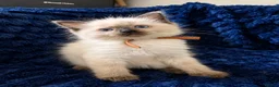 Ragdoll cats for sale: 3 beautiful Ragdoll boys looking for loving home💙 - Advert 12