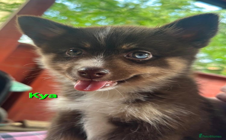 Pomsky dogs - Advert 1