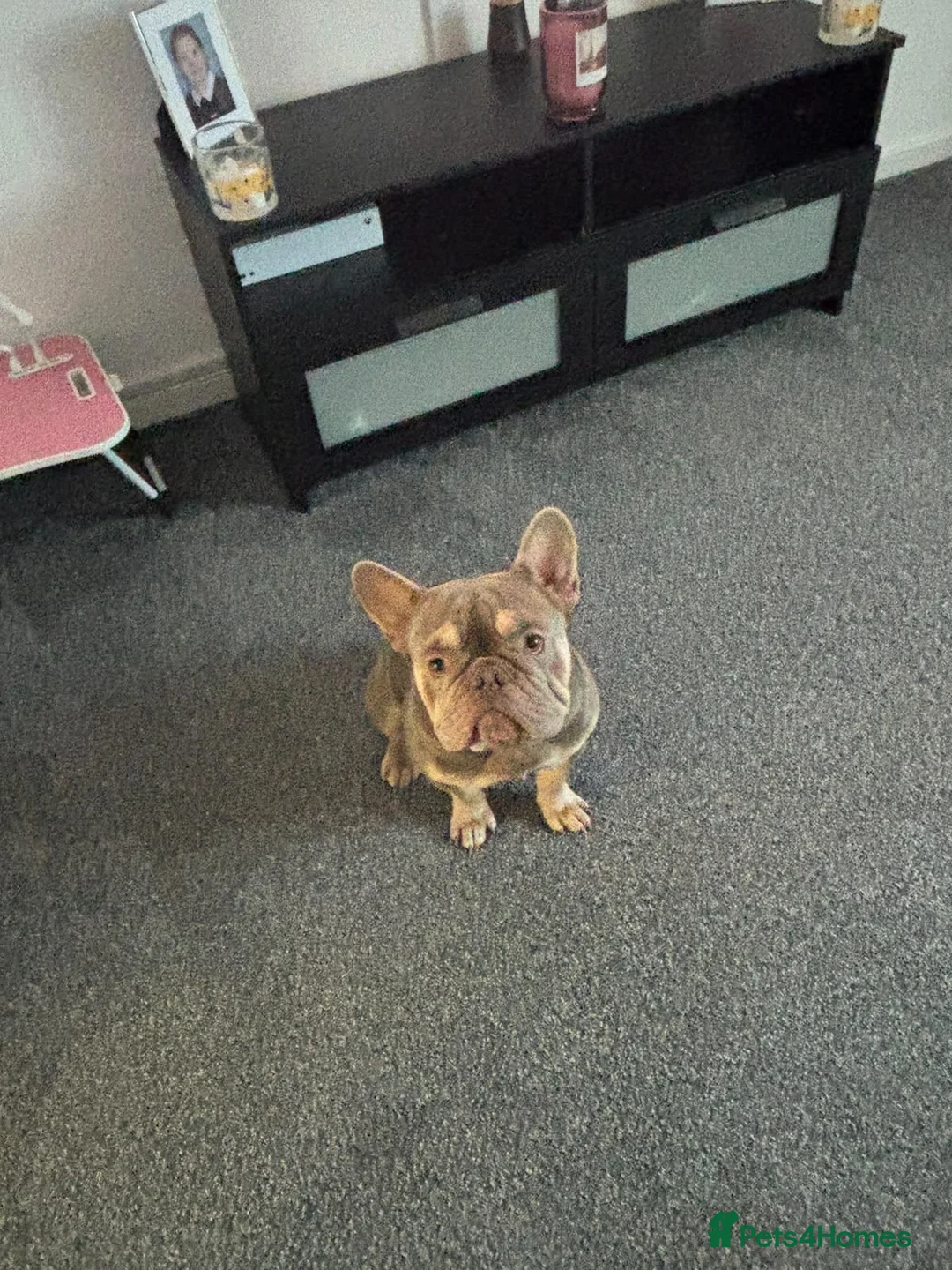 French Bulldog dogs for sale: French bulldog  - Advert 3
