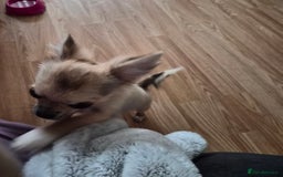 Chihuahua dogs for sale: Long haired chihuahua  - Image 10