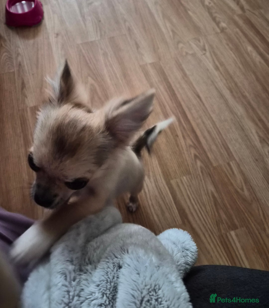 Chihuahua dogs for sale: Long haired chihuahua  - Image 10