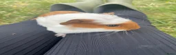 Guinea Pig rodents for sale: Beautiful guinea pigs  - Advert 16