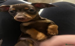 Mixed Breed dogs for sale: chiweenie pup for sale  - Advert 4