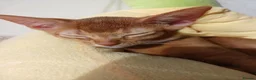 Abyssinian cats for sale: Abyssinian kittens for sale - Advert 4