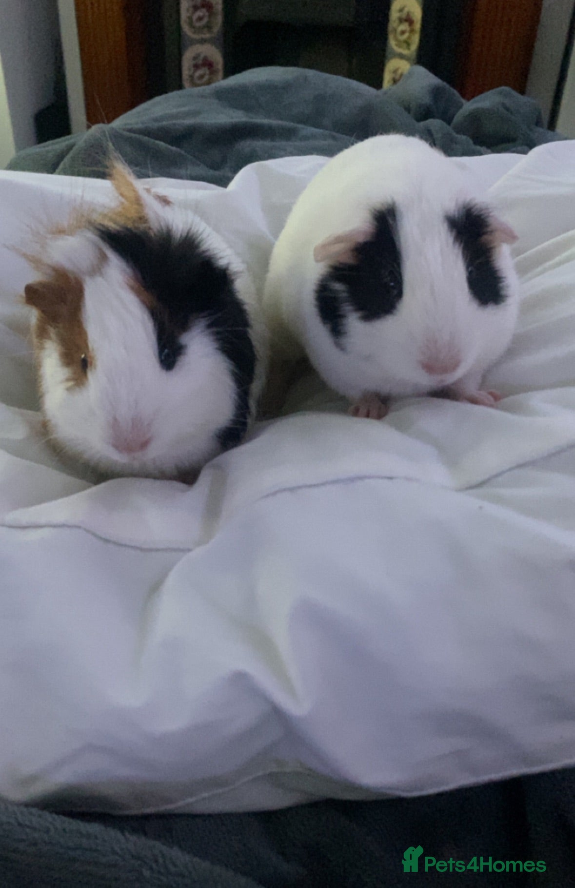 Guinea Pig rodents two boys guinea pigs  - Advert 1