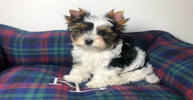 Yorkshire Terrier dogs One Beautiful Biewer Terrier Boy AVAILABLE! - Advert 11