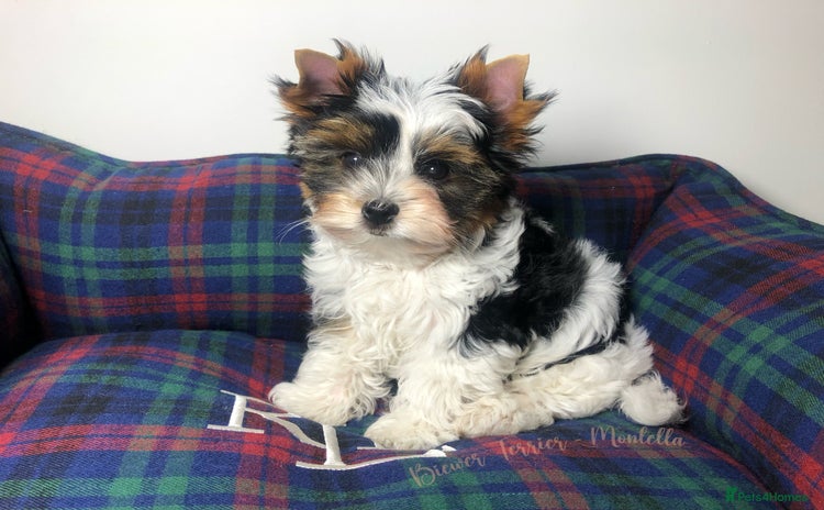 Yorkshire Terrier dogs One Beautiful Biewer Terrier Boy AVAILABLE! - Advert 1
