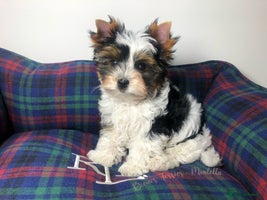 Yorkshire Terrier dogs One Beautiful Biewer Terrier Boy AVAILABLE! - Advert 2