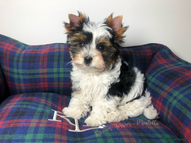 Yorkshire Terrier dogs One Beautiful Biewer Terrier Boy AVAILABLE! - Advert 4