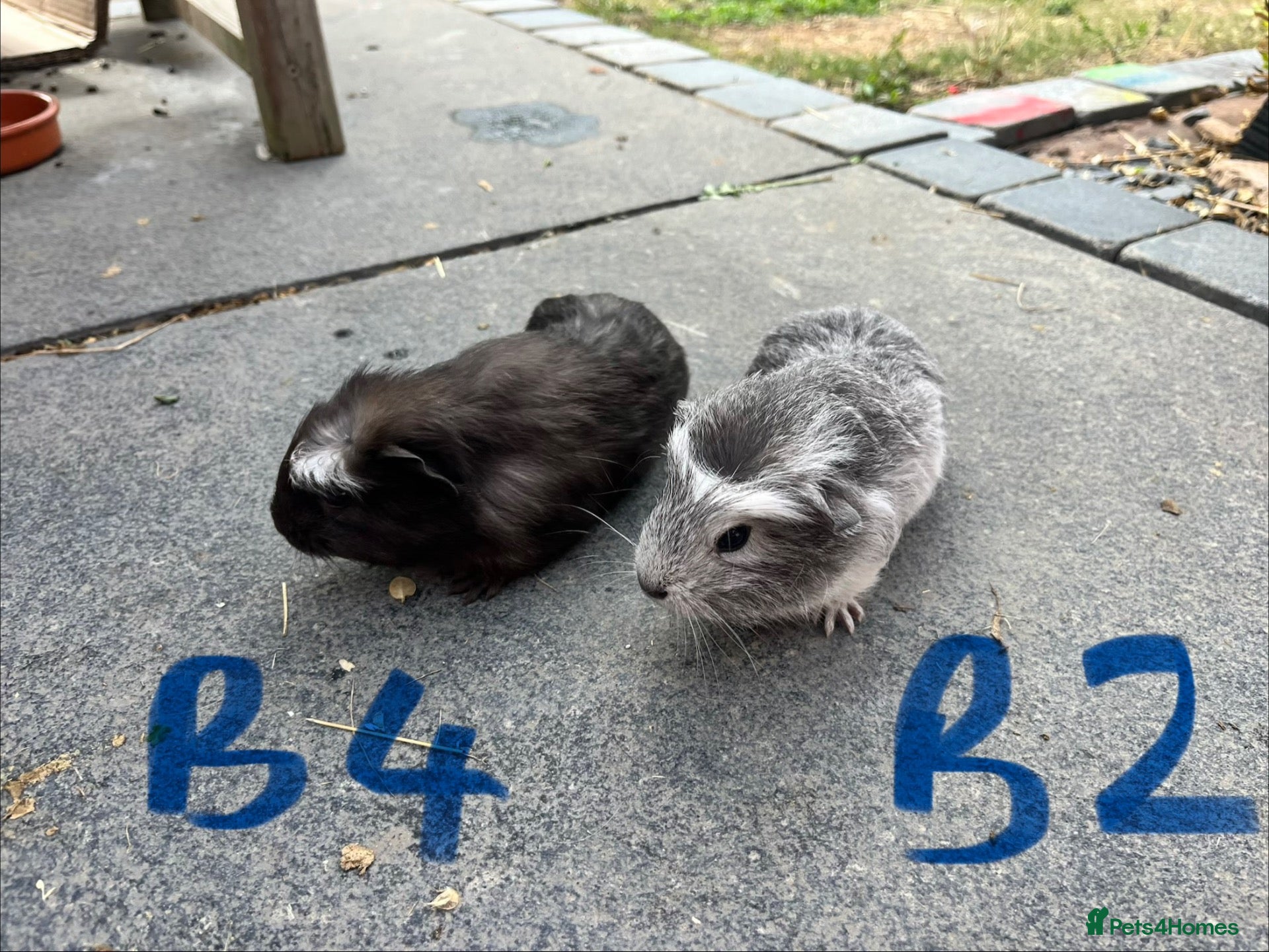 Guinea Pig rodents 4 week old baby guinea pigs  - Advert 14