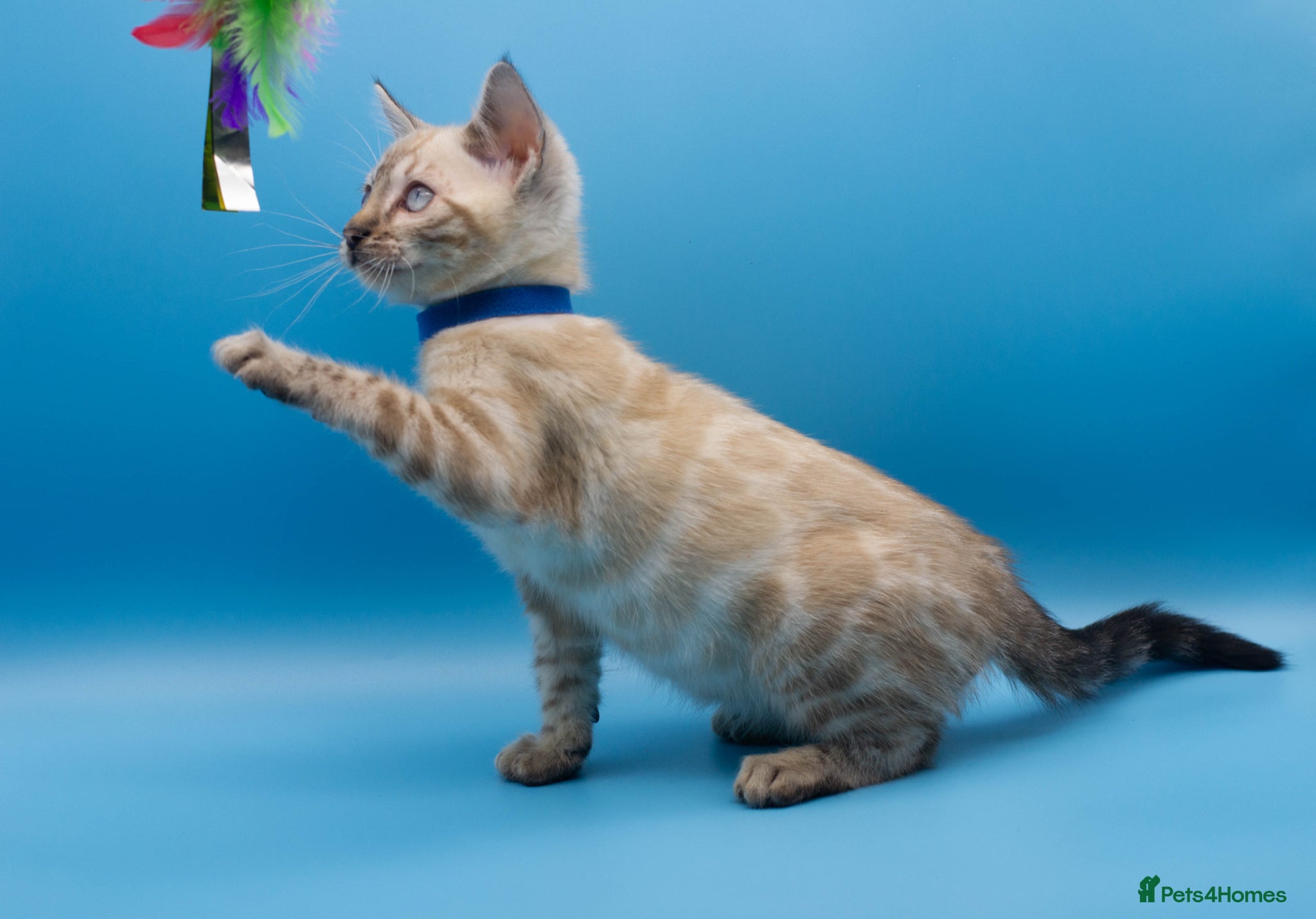 Bengal cats TICA Registered Snow Lynx Bengals–Open Reservation - Advert 12