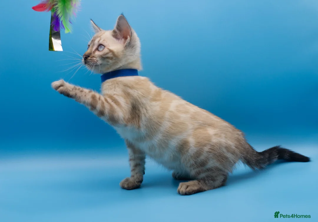 Bengal cats for sale: TICA Registered Snow Lynx Bengals–Open Reservation - Advert 1