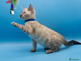 Bengal cats TICA Registered Snow Lynx Bengals–Open Reservation - Advert 12