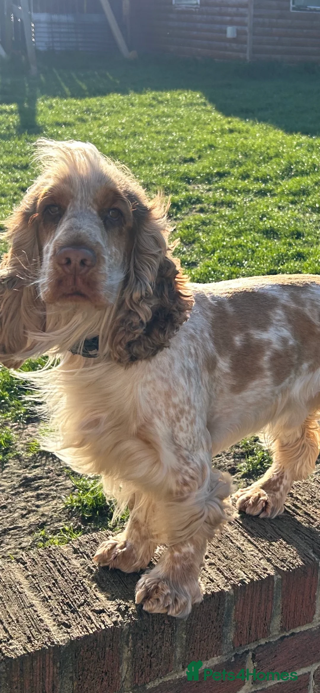 Cocker Spaniel dogs for stud: 2 PROVEN/HEALTH CLEAR KC Show Cocker Spaniels Stud in Shildon - Advert 17