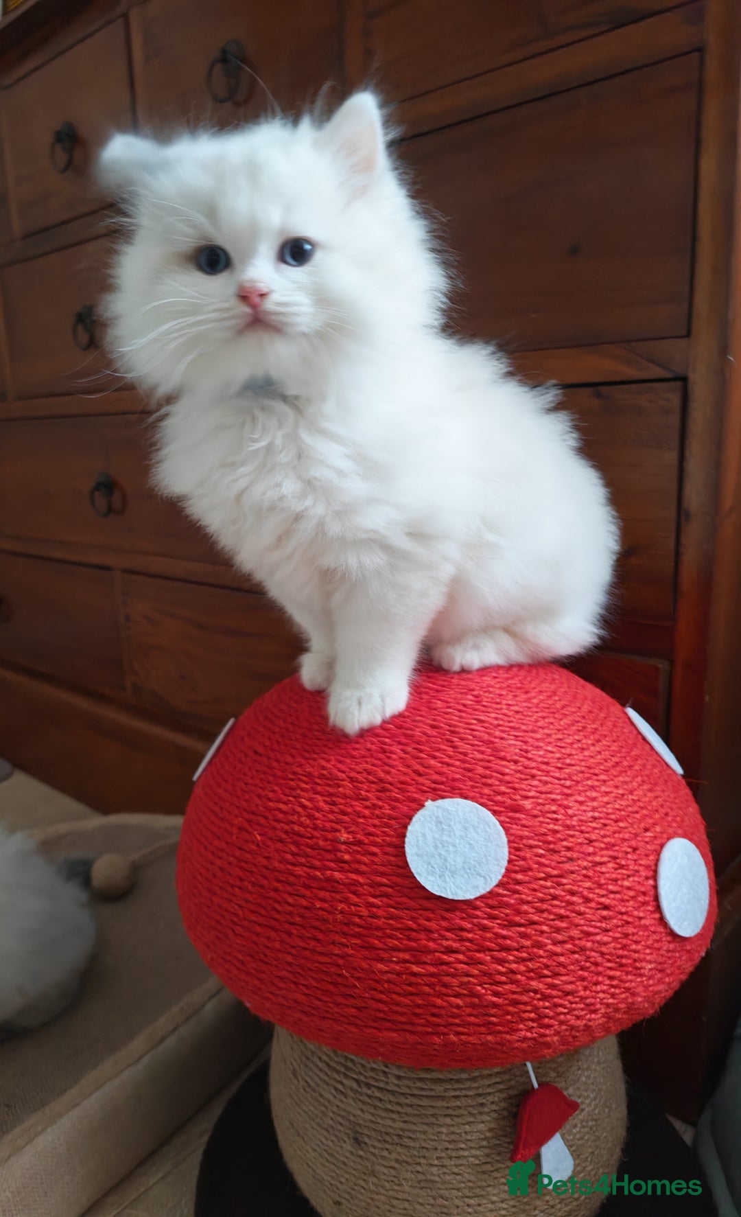 Ragdoll cats for sale: GCCF REGISTER KITTENS  - Advert 11