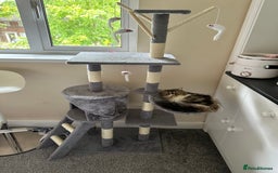 Persian cats for sale: Cute Lazy Persion Boy - Image 15