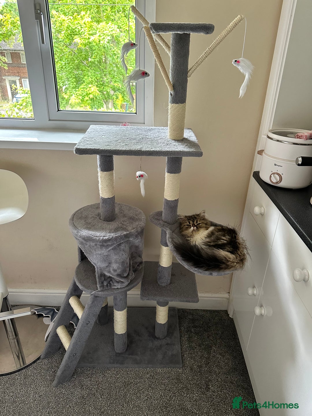 Persian cats for sale: Cute Lazy Persion Boy - Image 15