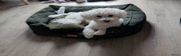 Bichon Frise dogs for sale: Sweet Suki needs her forever home  - Advert 2