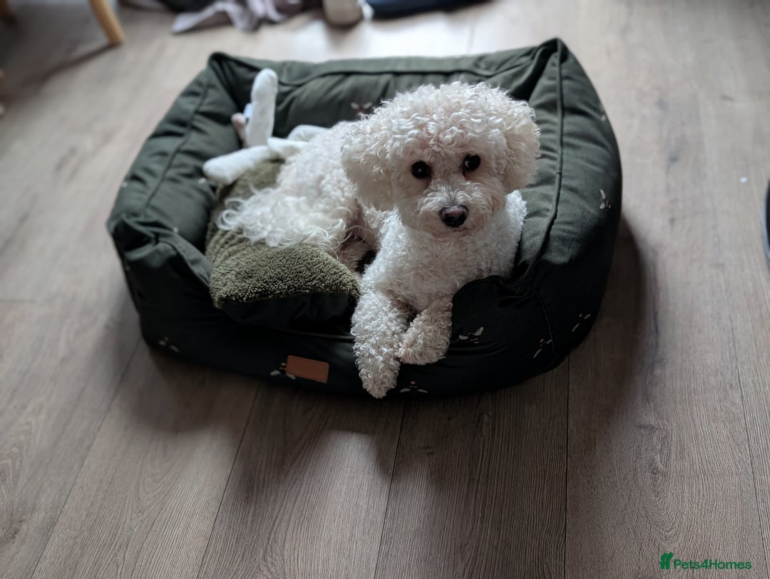 Bichon Frise dogs for sale: Sweet Suki needs her forever home  - Advert 2