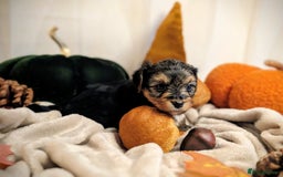 Yorkshire Terrier dogs for sale: 4 week old miniature Yorkshire terriers, 7 males  - Image 4