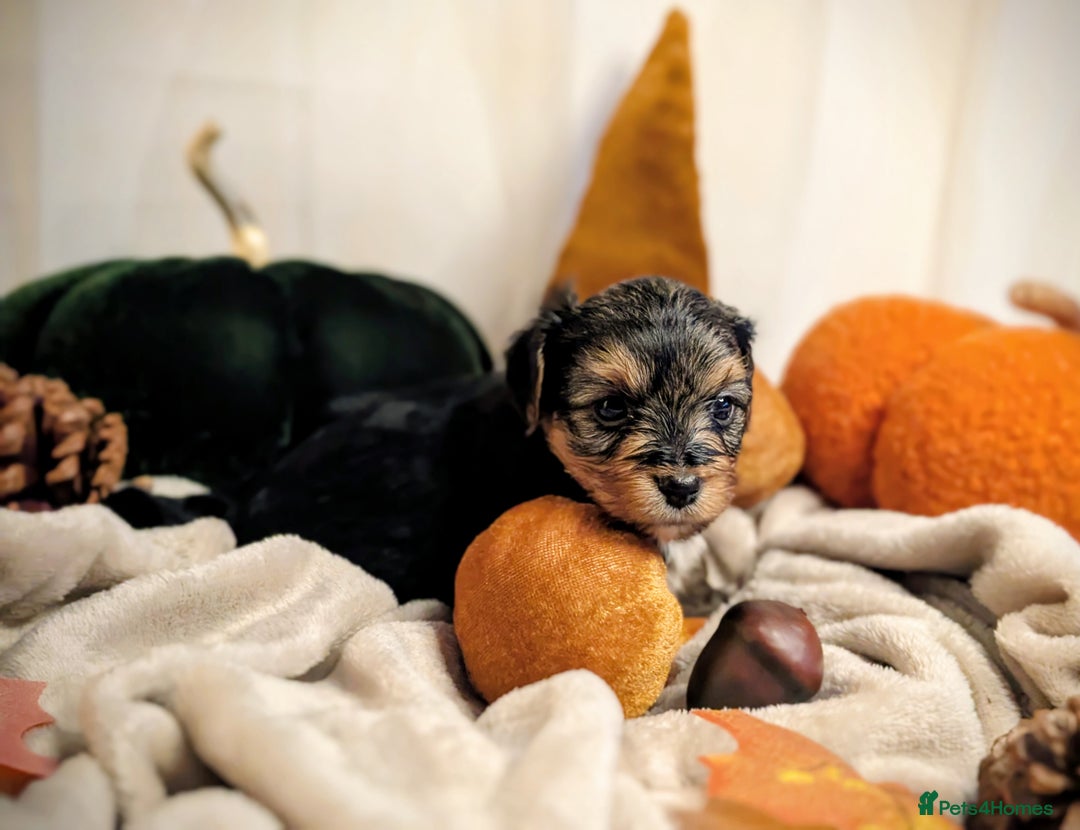 Yorkshire Terrier dogs for sale: 4 week old miniature Yorkshire terriers, 7 males  - Image 4