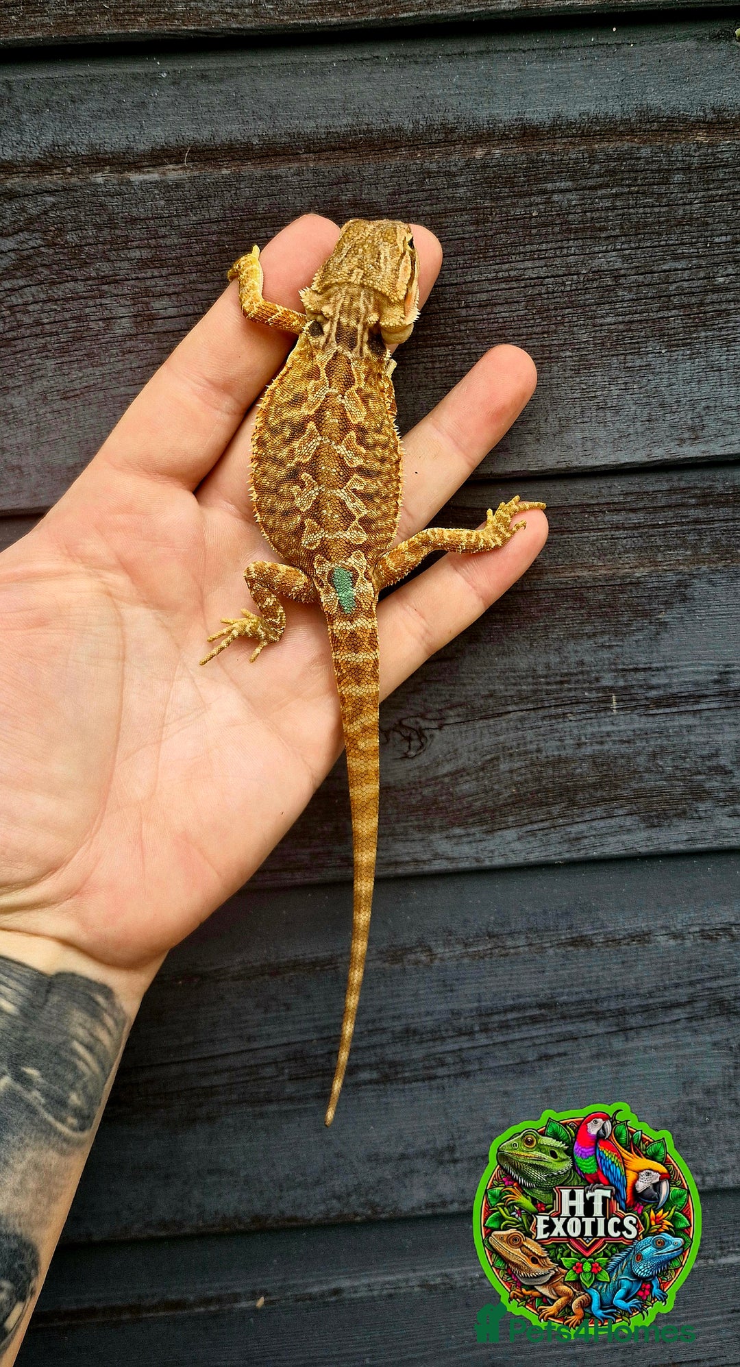 Bearded Dragon reptiles for sale: Bearded dragons for sale (Price reduced) - Image 13