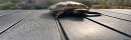Tortoise reptiles for sale: Male? Horsfield Tortoise & Indoor set up Paid £350 - Advert 6