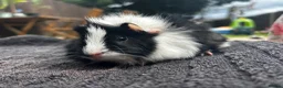 Guinea Pig rodents for sale: 3 male guinea pigs  - Advert 3