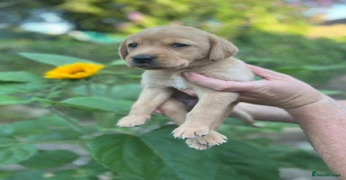Labrador Retriever dogs - Advert 16