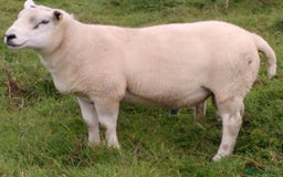 Sheep livestock for sale: Organic Texel purebreed tup/ ram - Image 2