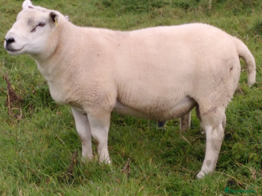 Sheep livestock for sale: Organic Texel purebreed tup/ ram - Image 2