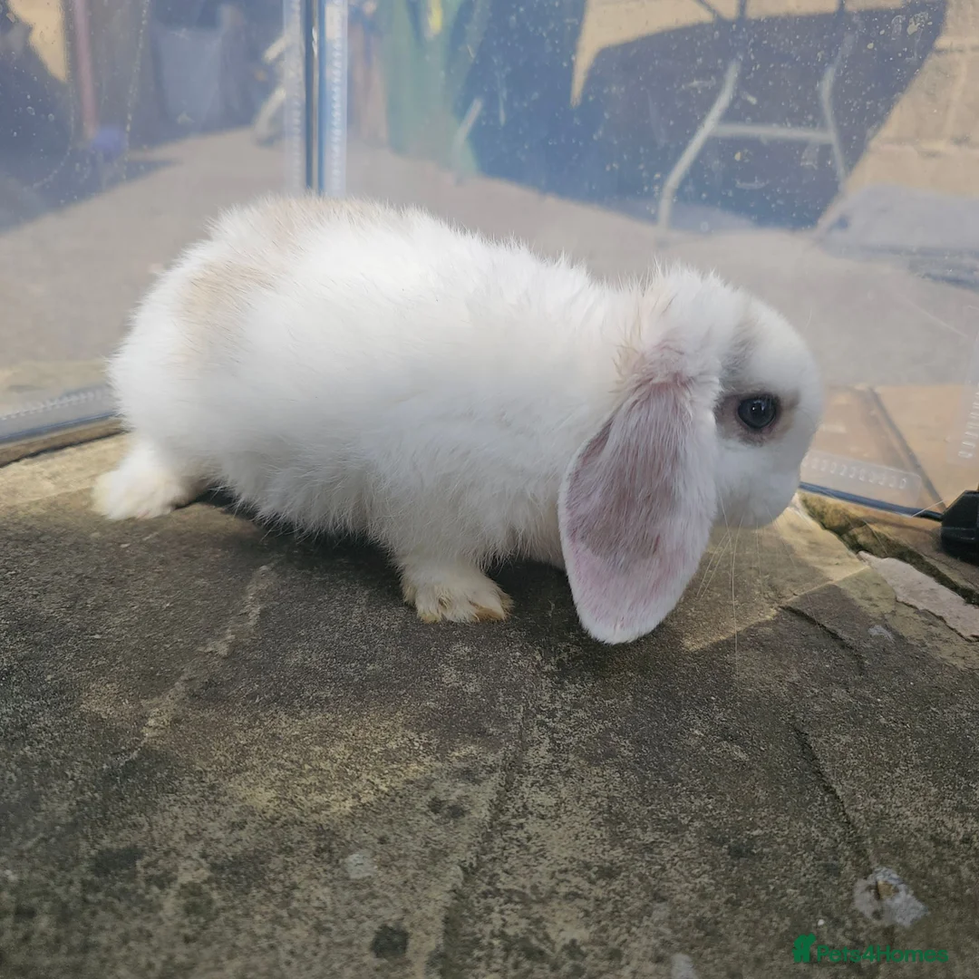Mini Lop rabbits for sale: Pure white mini lops  in Cleckheaton - Advert 8