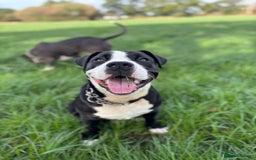 Mixed Breed dogs for sale: Sheepdog X  - Image 1